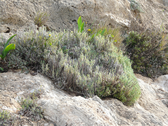 Crucianella rupestris / Crucianella maltese